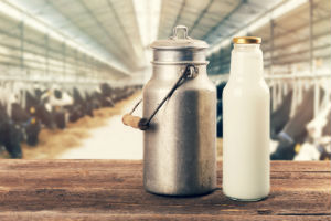 Mode aus Milch - Milchkanne und Miclhflasche & im Hintergrund ein Kuhstall