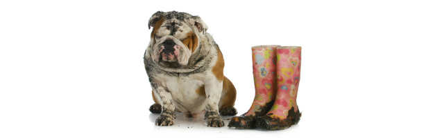Bulldogge