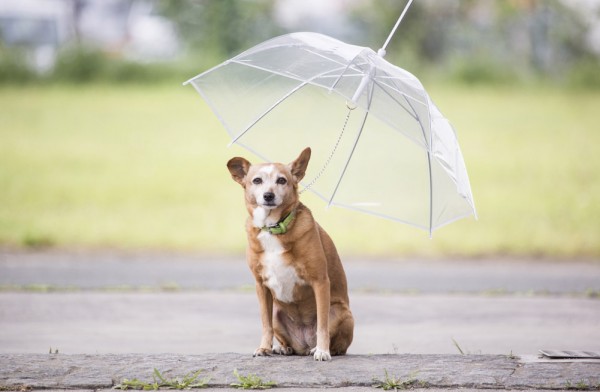 Regenschirme und Regenjacken für den Sommer